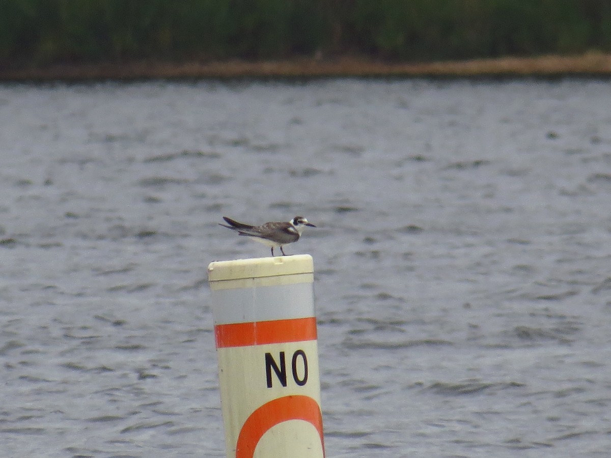 Black Tern - ML483012651