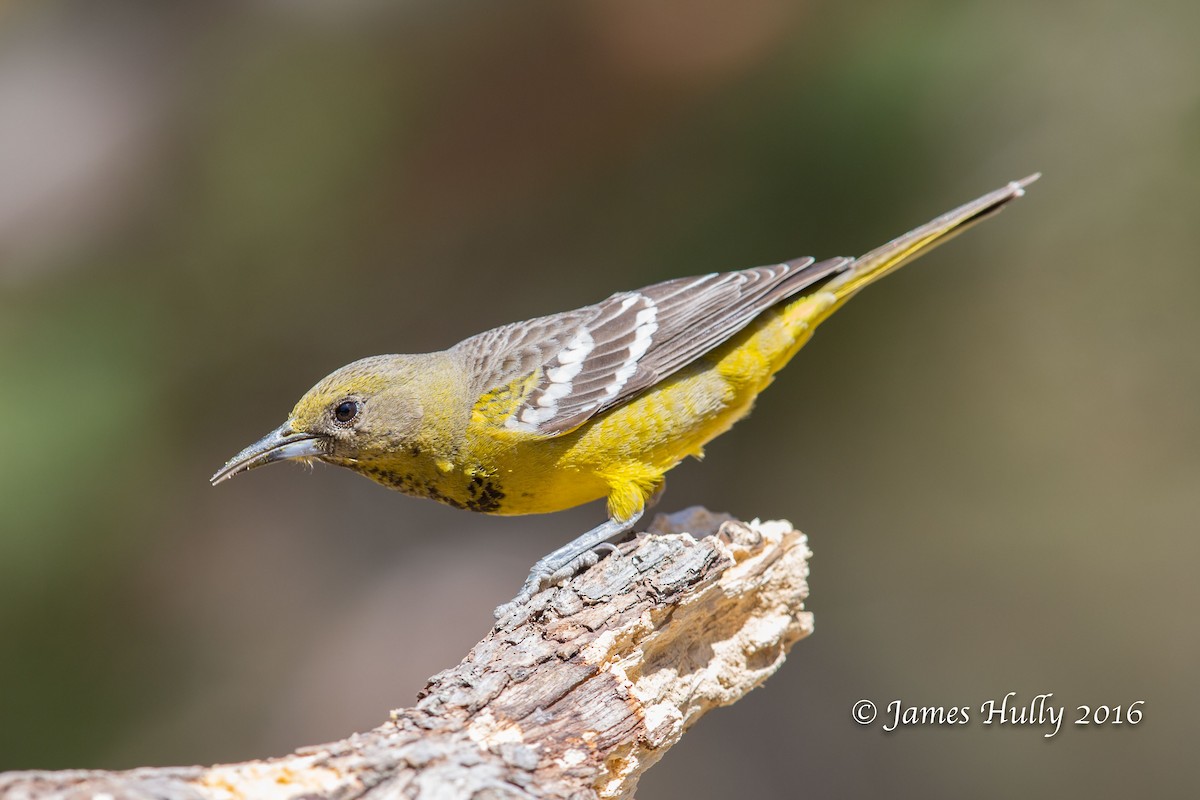 Scott's Oriole - Jim Hully