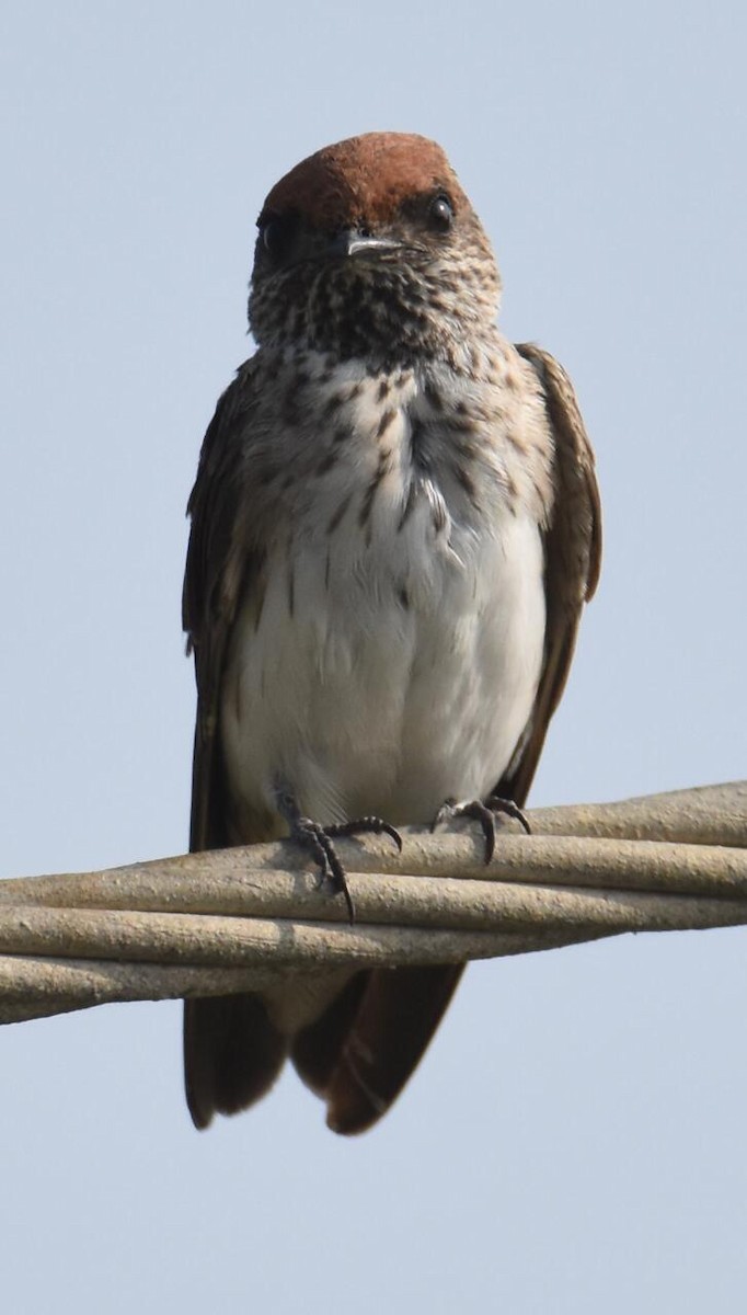 Streak-throated Swallow - ML48301461