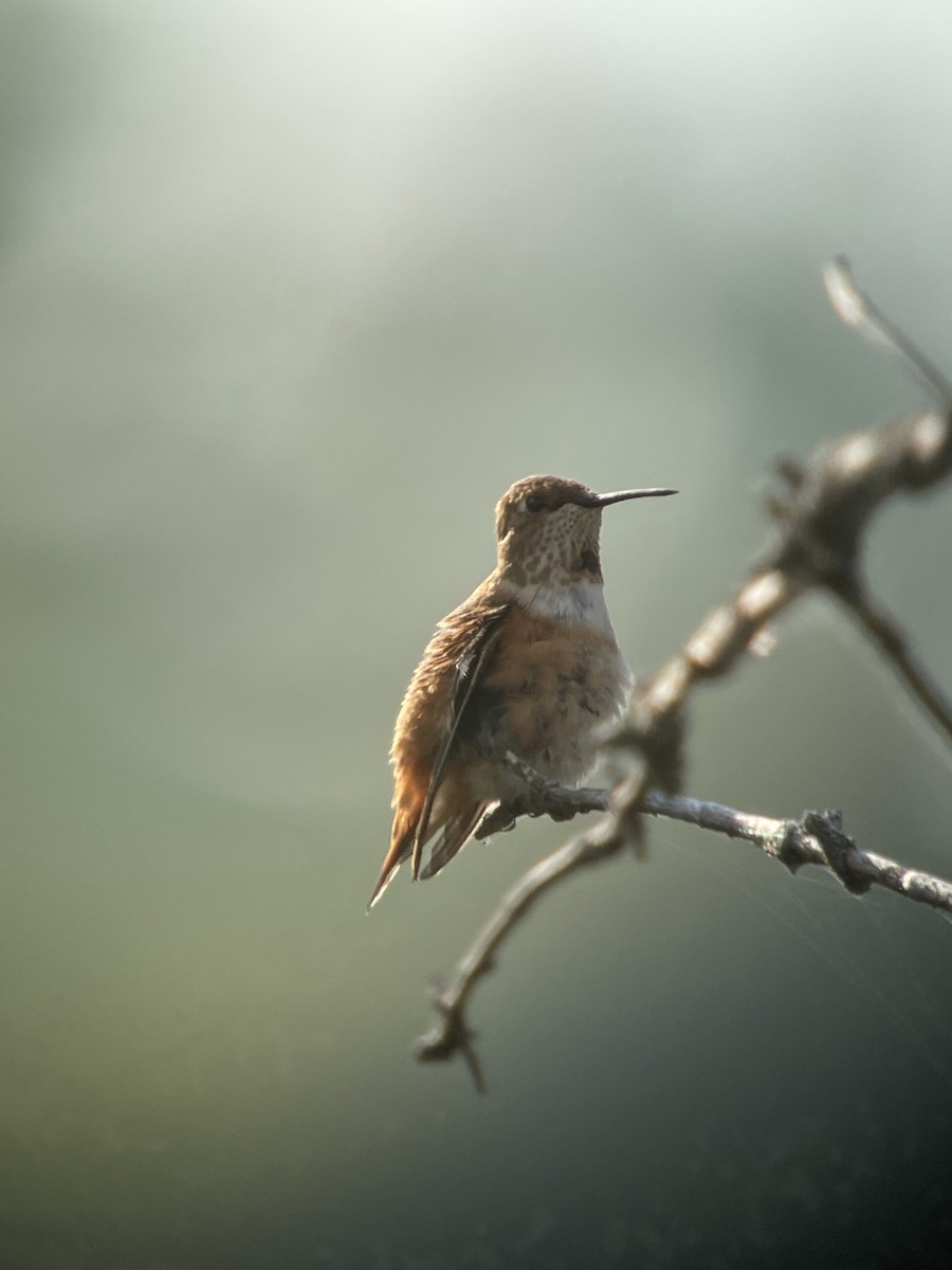 Rufous Hummingbird - Ira Blau