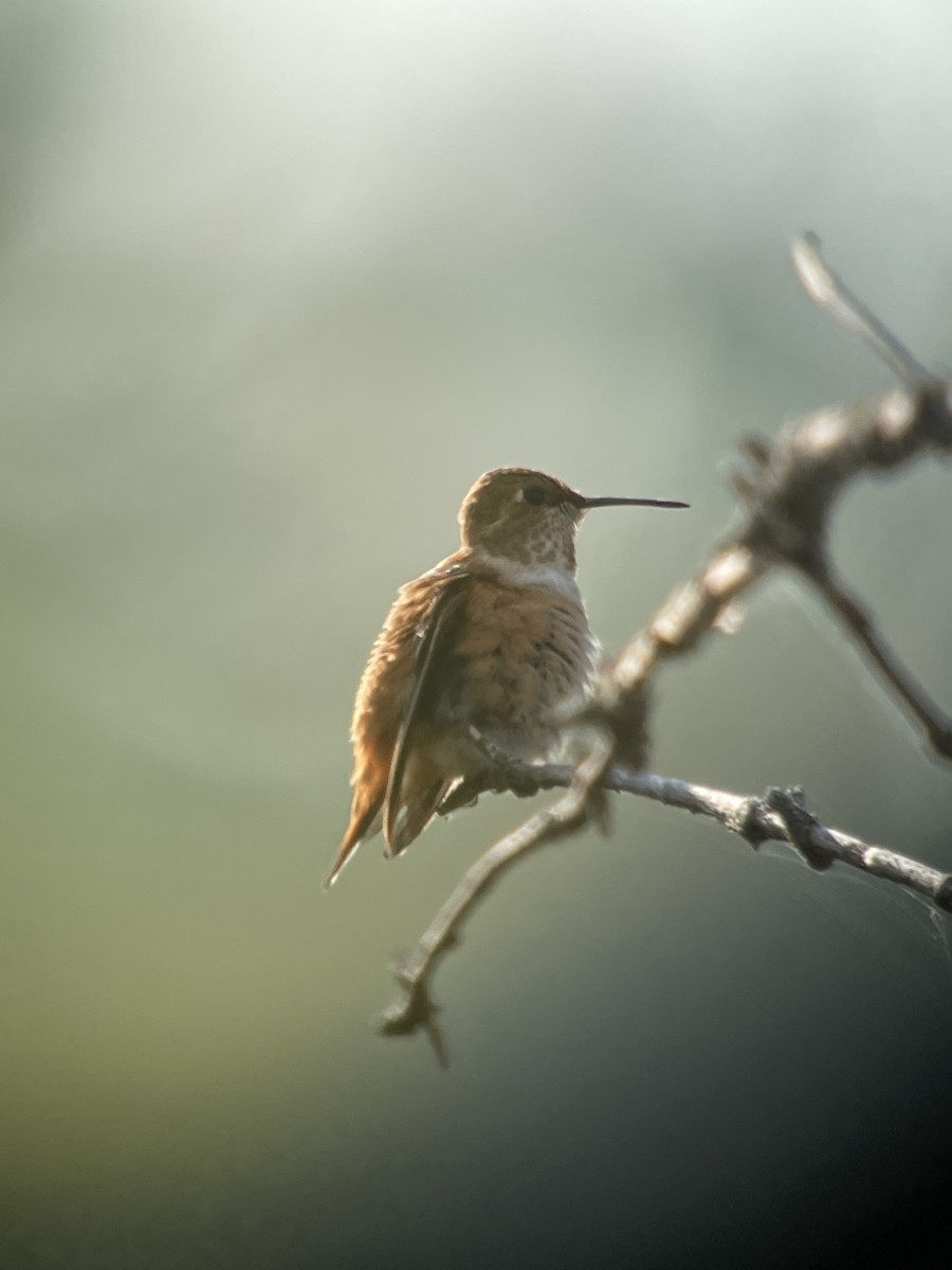 Rufous Hummingbird - Ira Blau