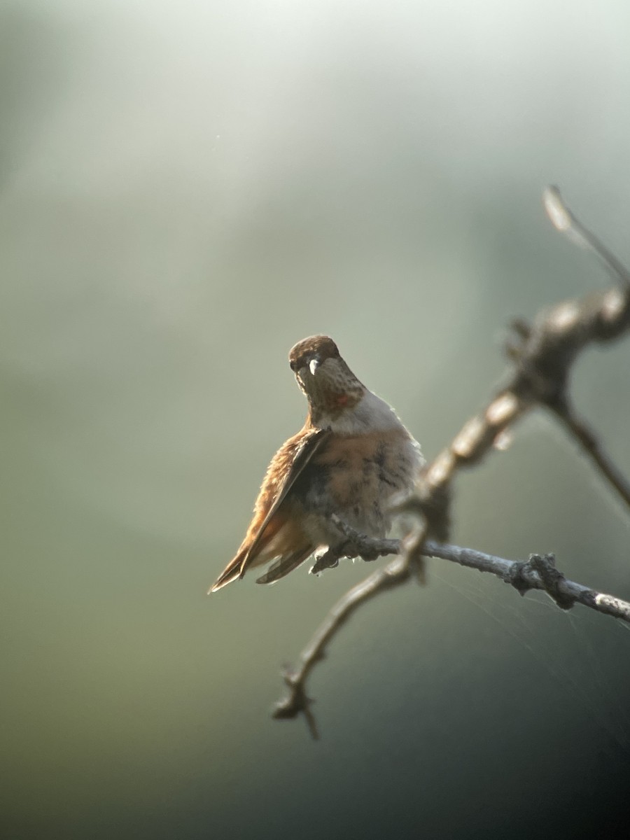 Rufous Hummingbird - Ira Blau