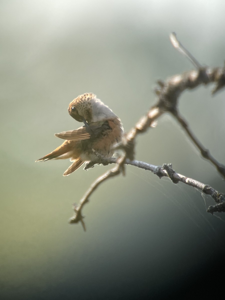 Rufous Hummingbird - Ira Blau