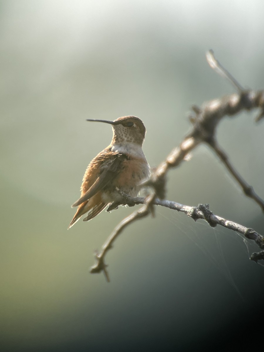 Rufous Hummingbird - Ira Blau