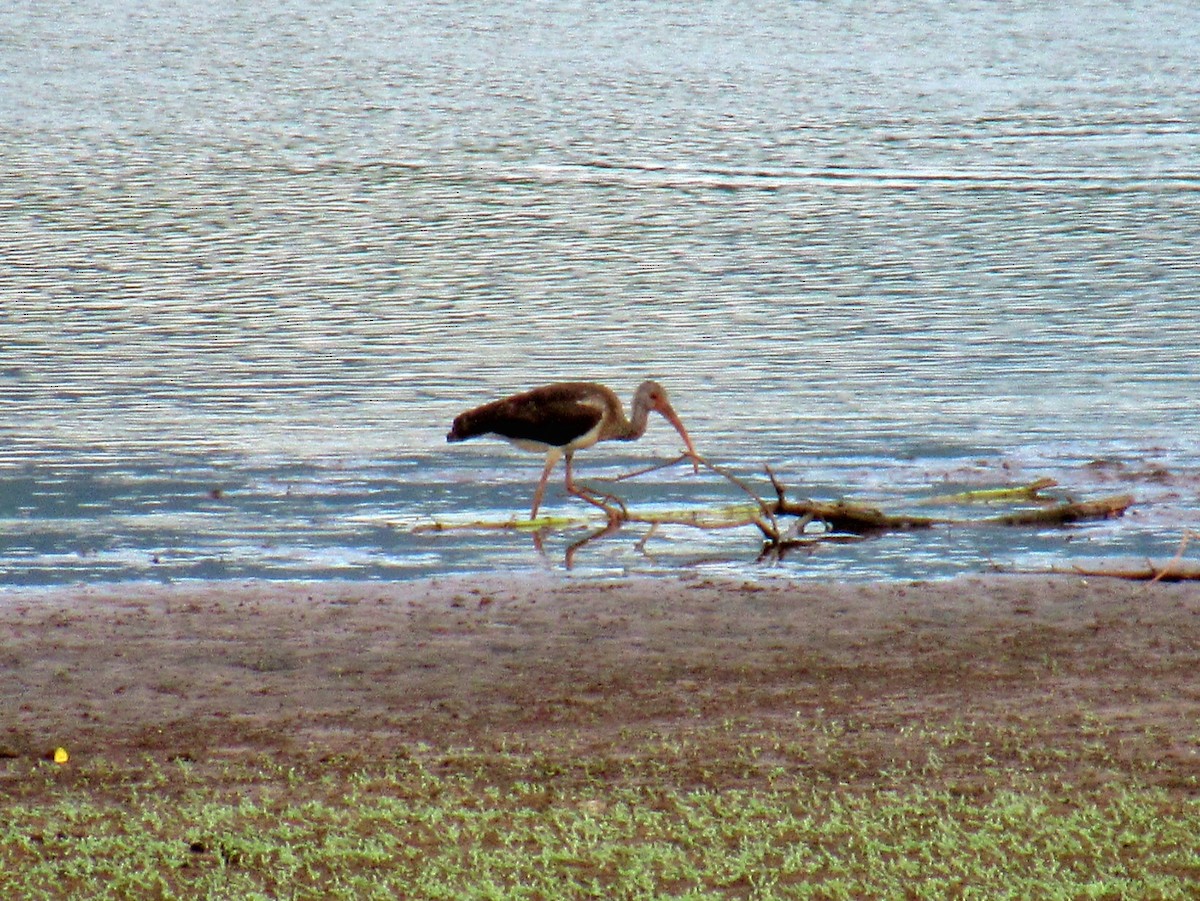 White Ibis - ML483016531