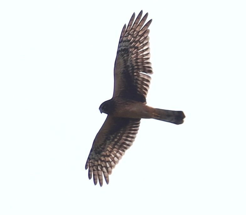 Northern Harrier - Steven Pitt