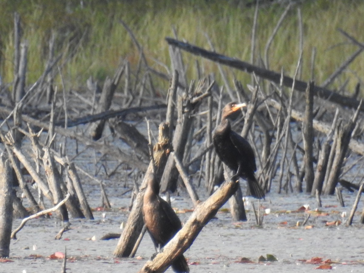 Cormoran à aigrettes - ML483018741