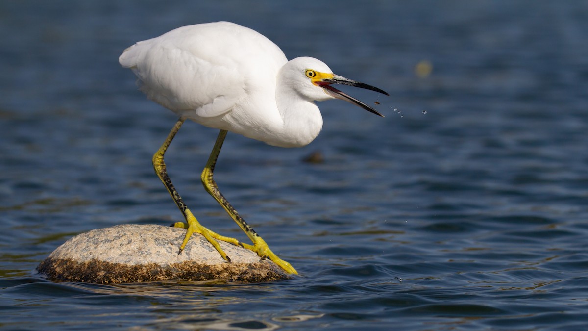 Snowy Egret - ML483018801