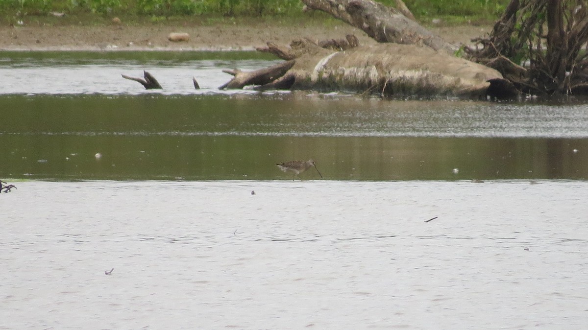Long-billed Dowitcher - ML483019361
