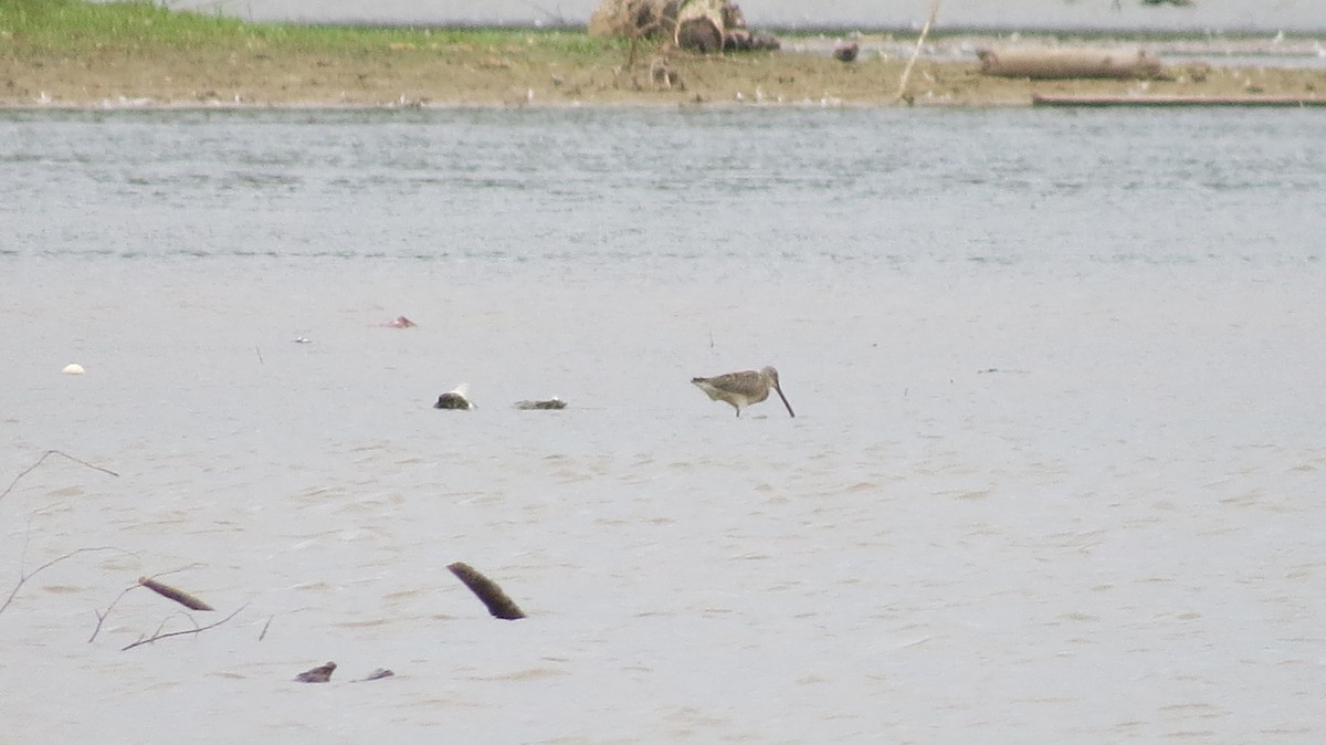 Long-billed Dowitcher - ML483021971