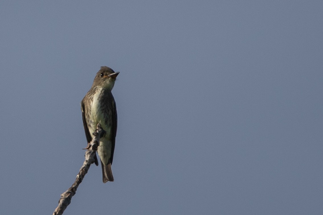 Olive-sided Flycatcher - Rob  Sielaff