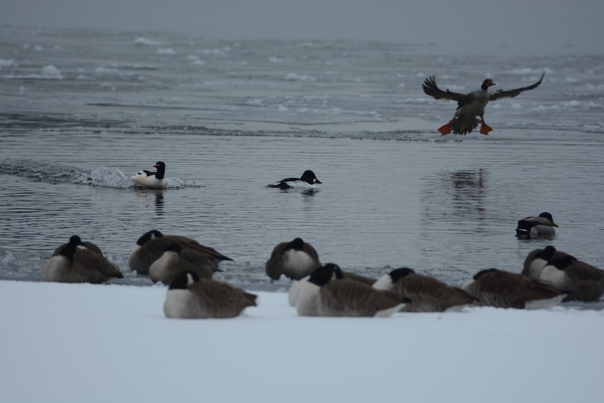 Common Goldeneye - ML48302521