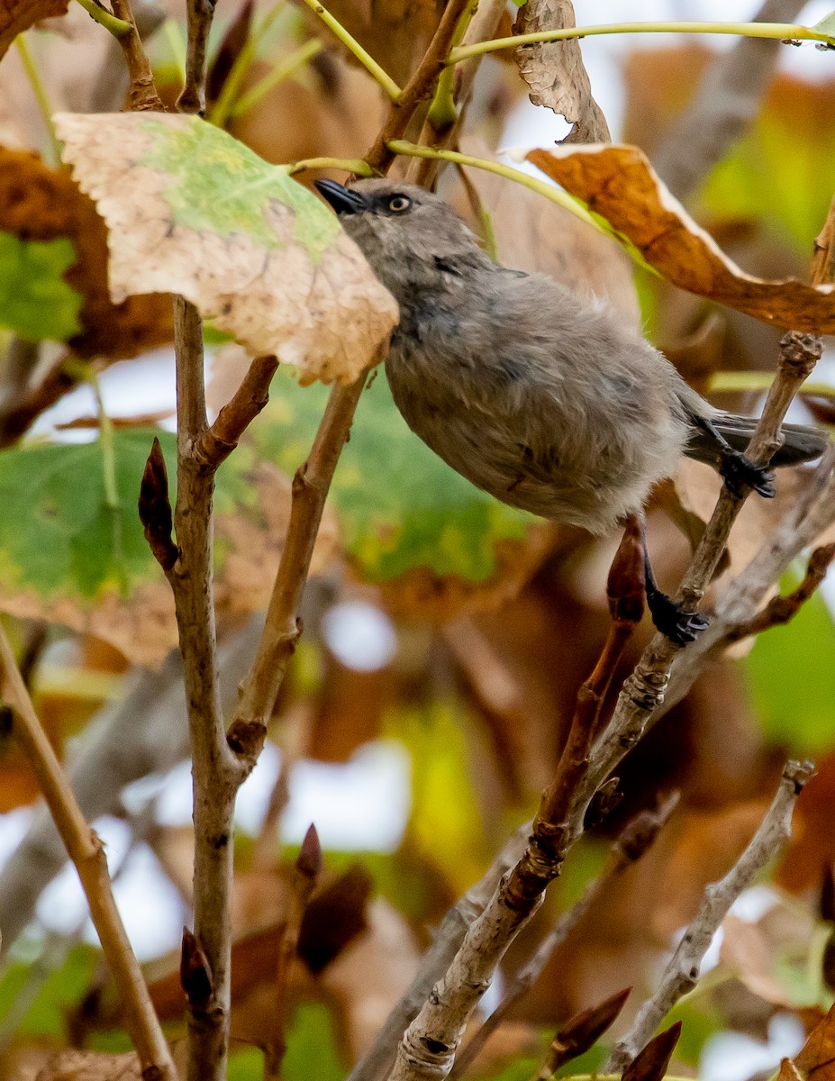 Bushtit - ML483025281