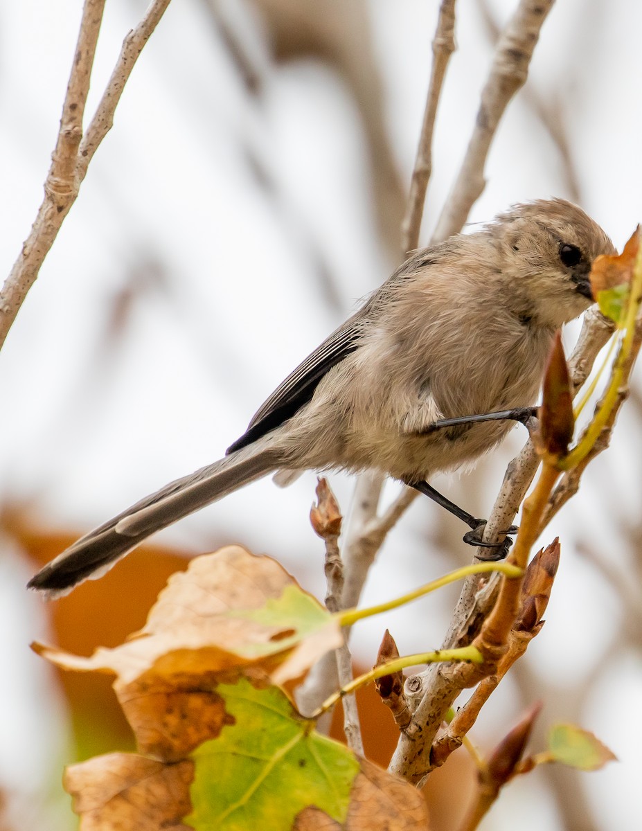 Bushtit - ML483025291