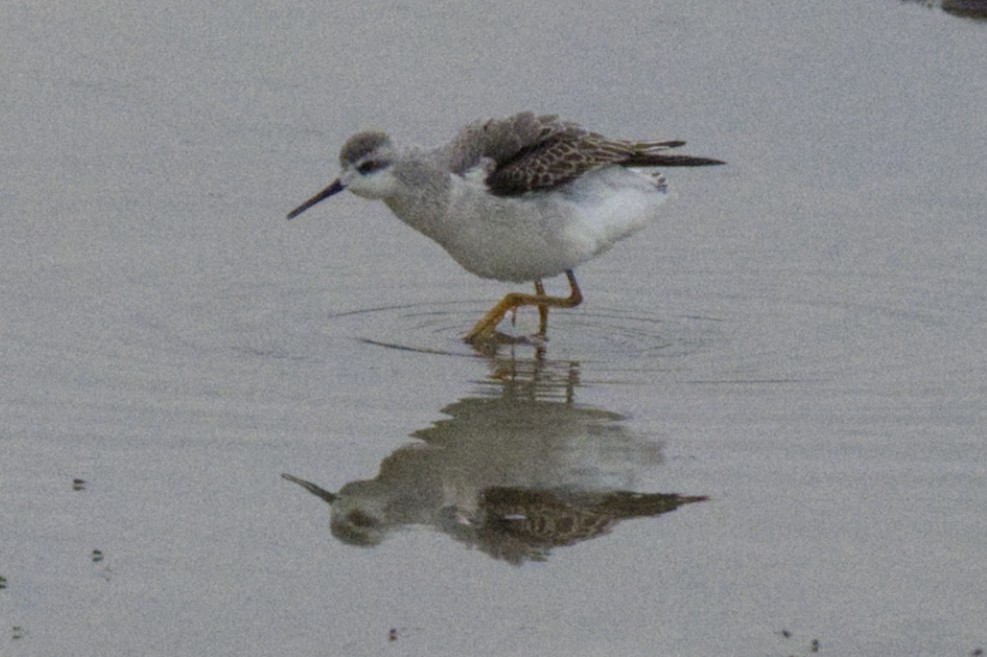 Wilson's Phalarope - Doug Drynan