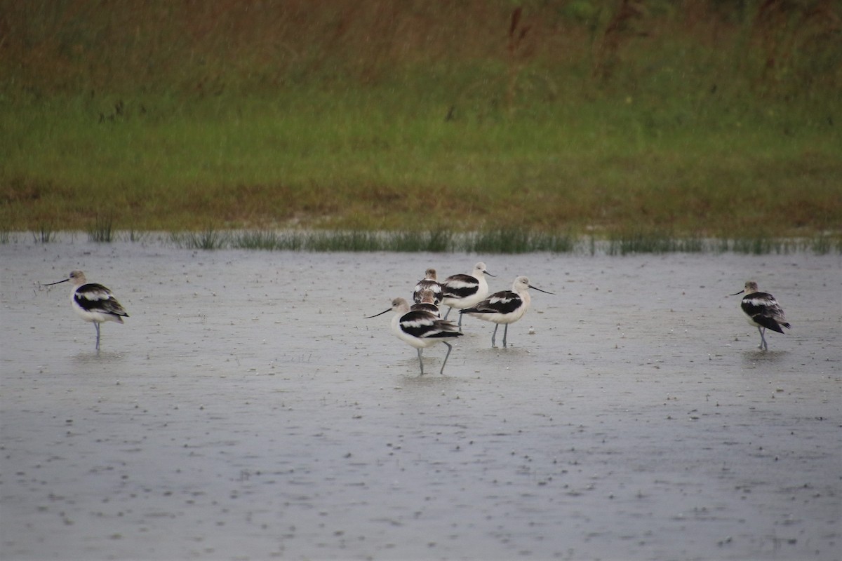 Avocette d'Amérique - ML483025511