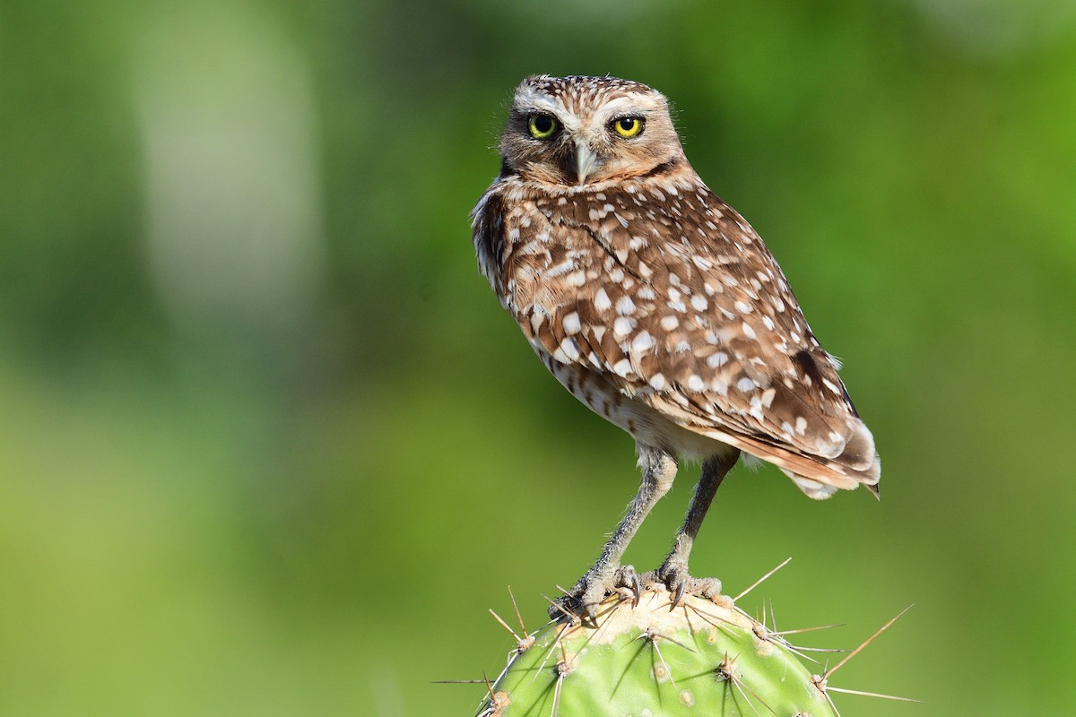 Burrowing Owl - Michael Tromp