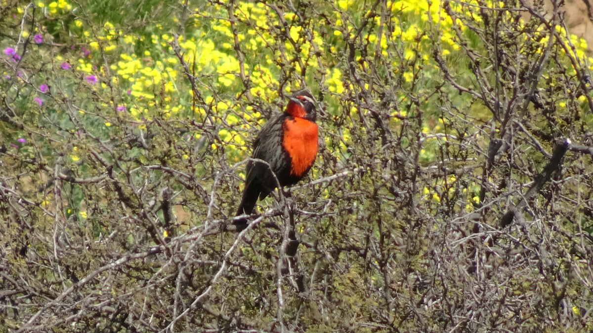 Long-tailed Meadowlark - ML483027071