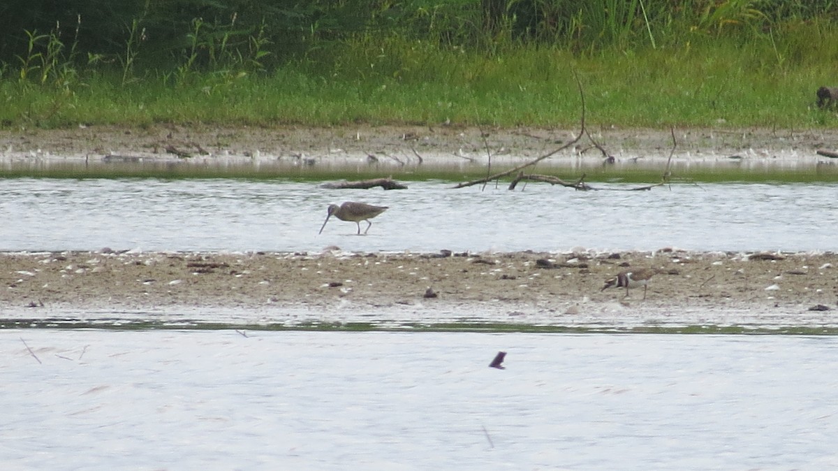 Long-billed Dowitcher - ML483027371