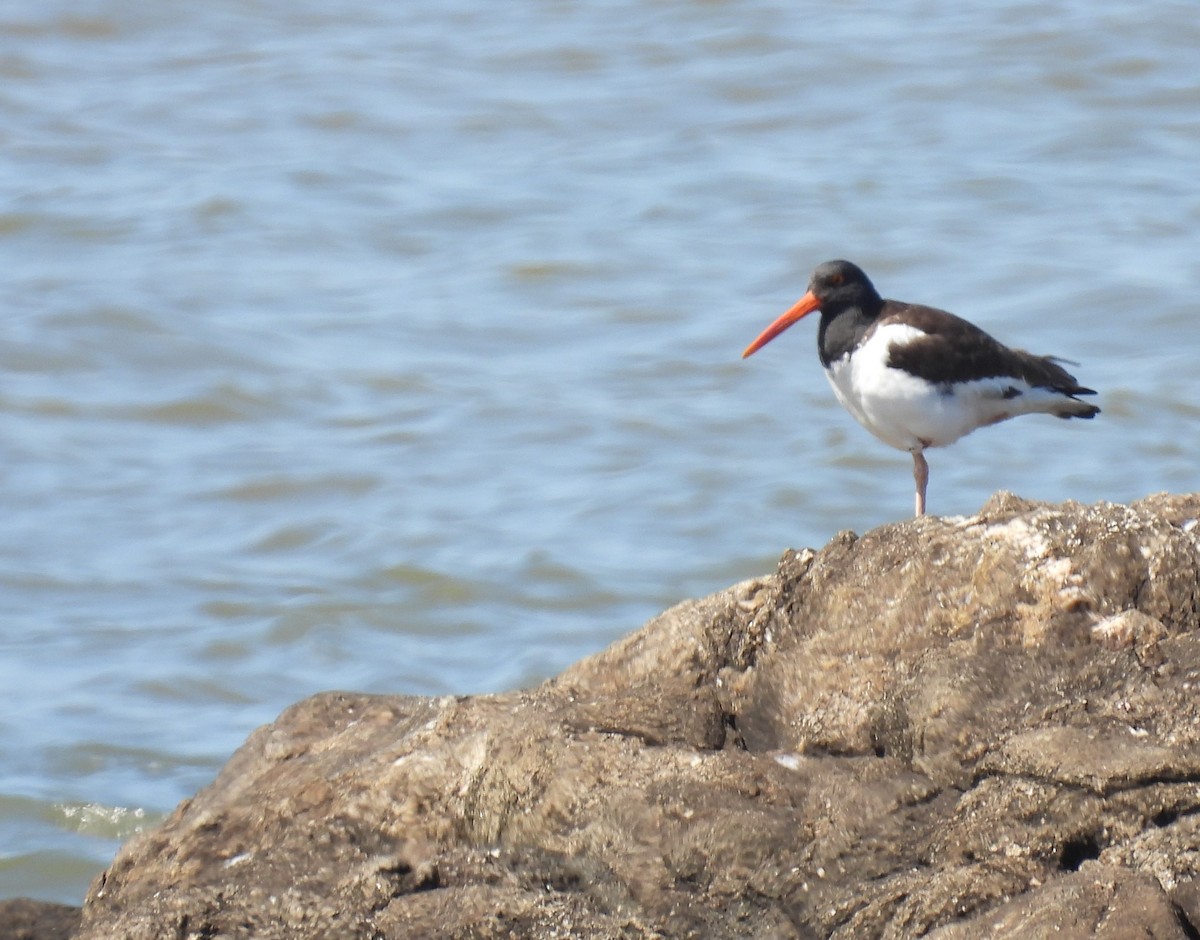 American Oystercatcher - ML483027511