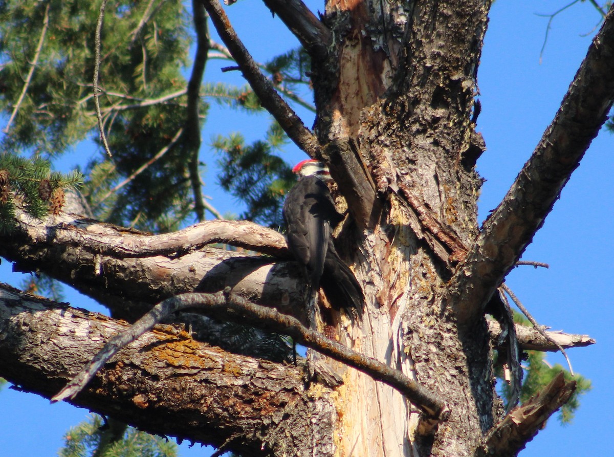 Pileated Woodpecker - ML483027781