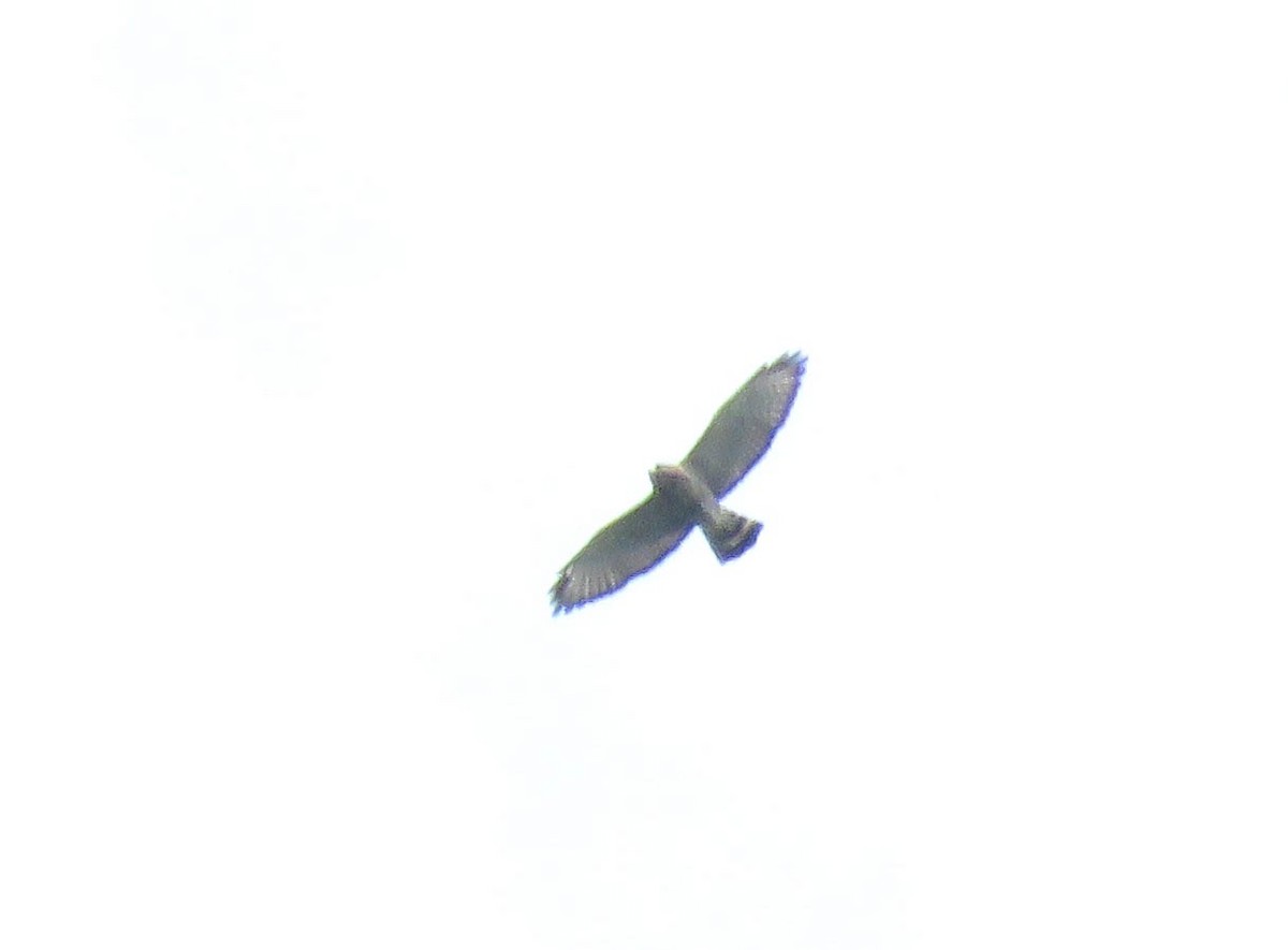 Broad-winged Hawk - ML483028661