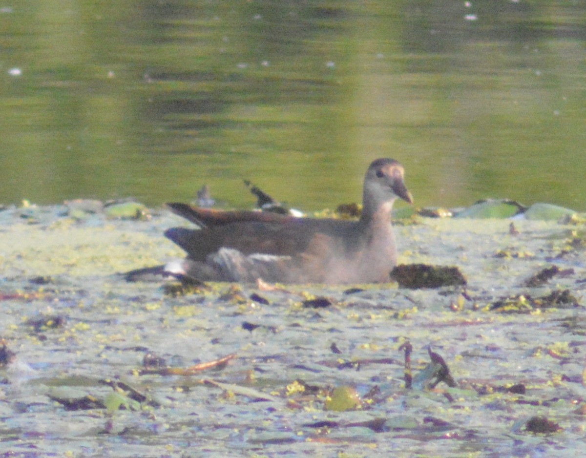 Common Gallinule - ML483028751