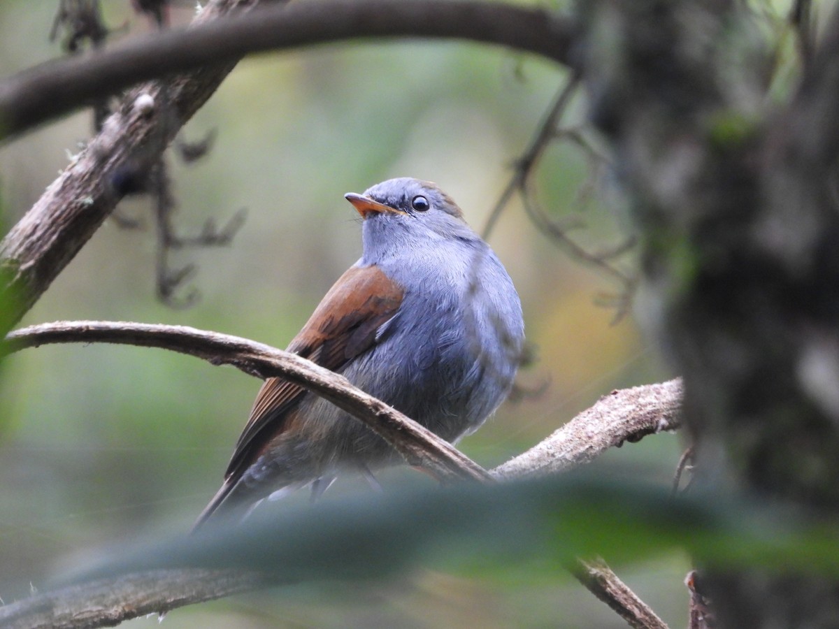 Andean Solitaire - ML483028811