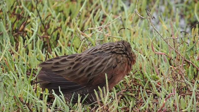 Ridgway's Rail - ML483029021