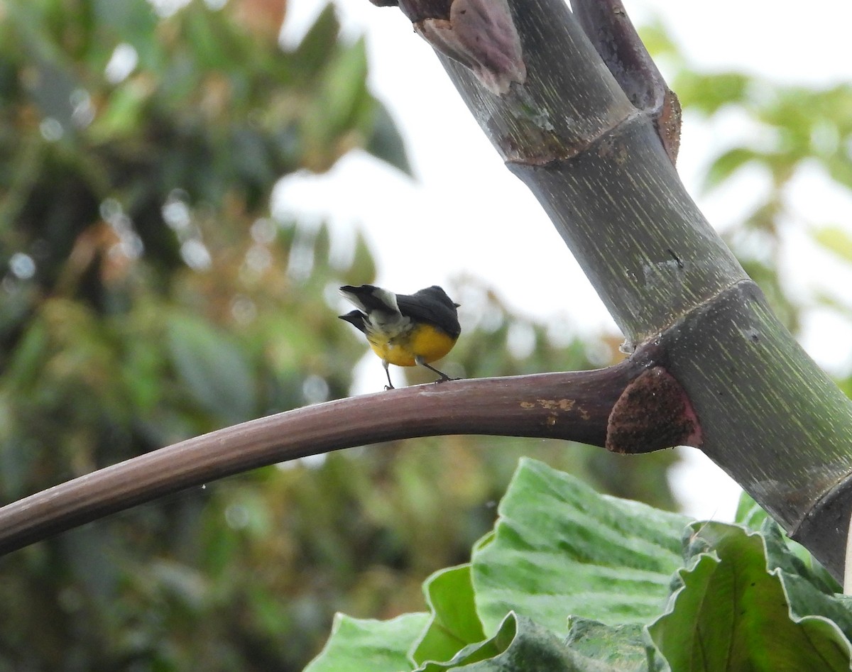 Slate-throated Redstart - ML483029141