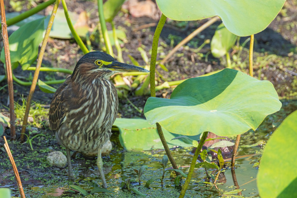 Green Heron - Harris Stein