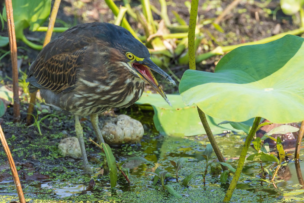 Green Heron - Harris Stein