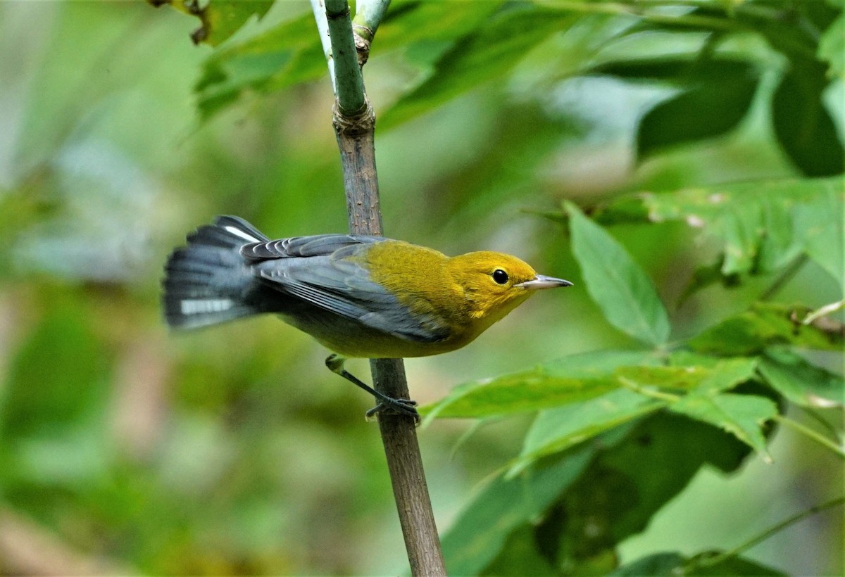 Prothonotary Warbler - ML483029801