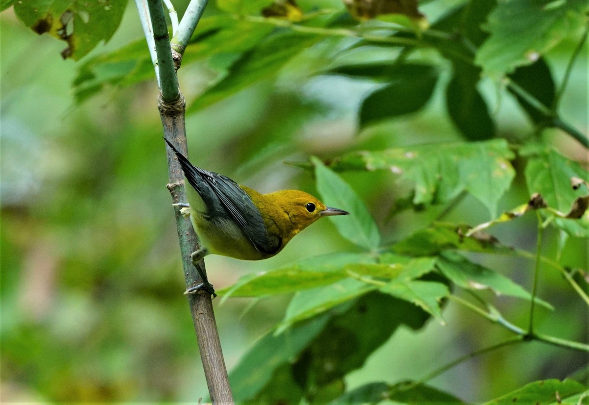 Prothonotary Warbler - ML483029811