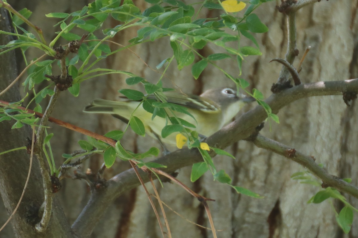 Blue-headed Vireo - ML483031811