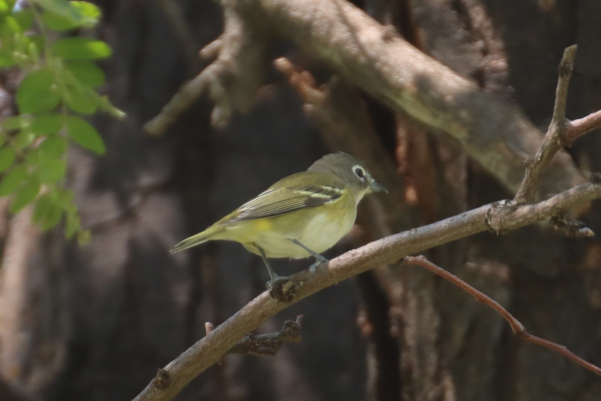 Blue-headed Vireo - ML483031821