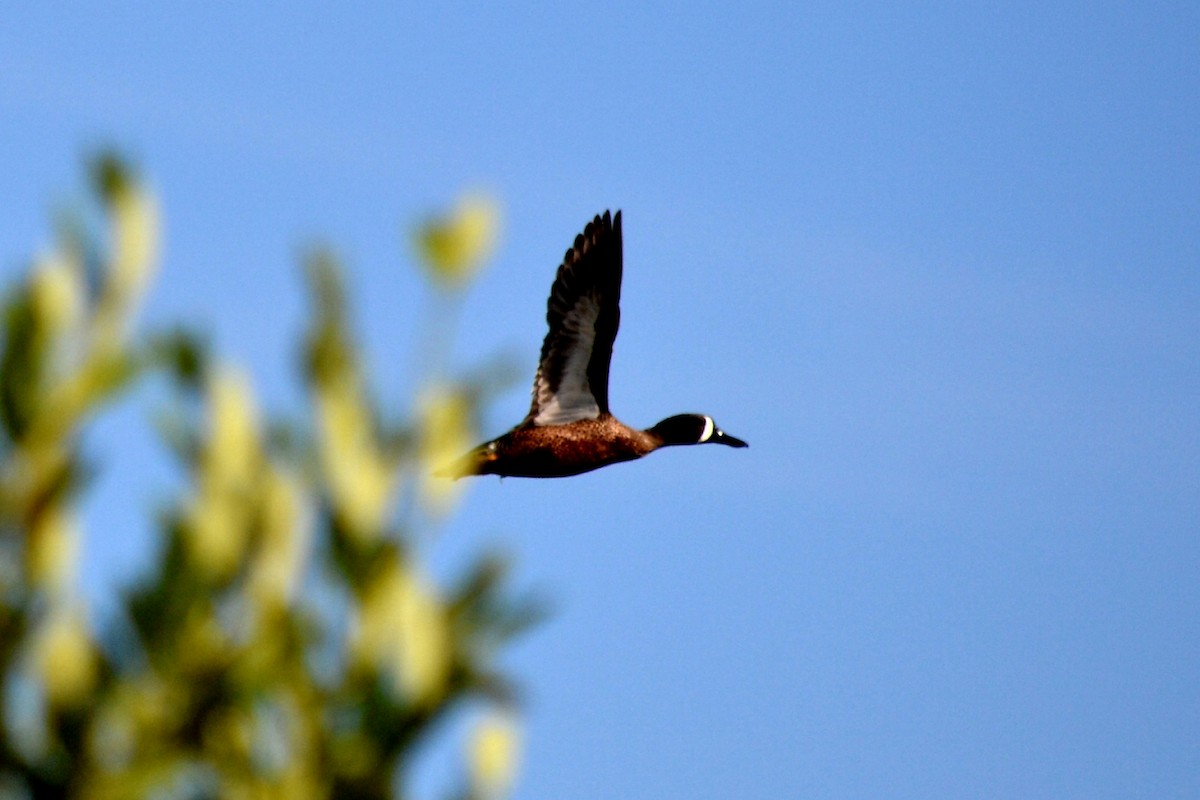 Blue-winged Teal - ML483032271