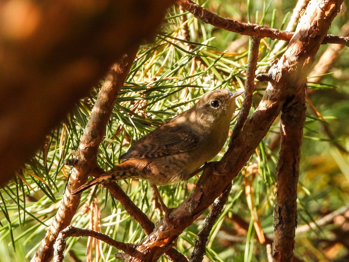 House Wren - Haley Gottardo