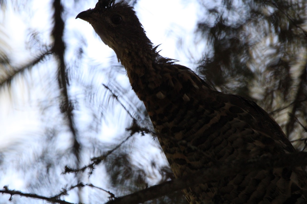 Ruffed Grouse - ML483033321