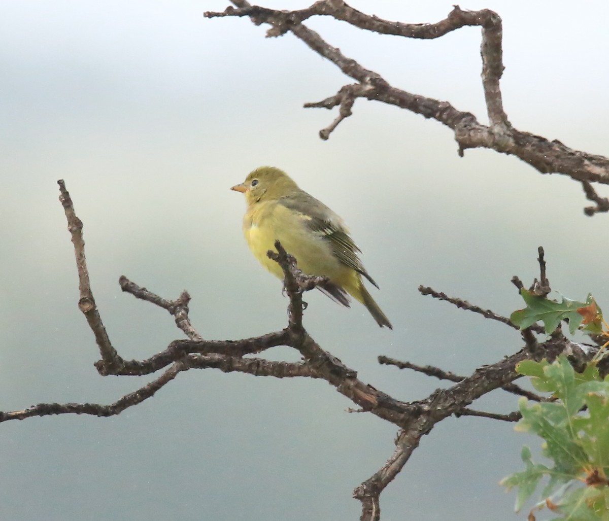 Western Tanager - ML483034151