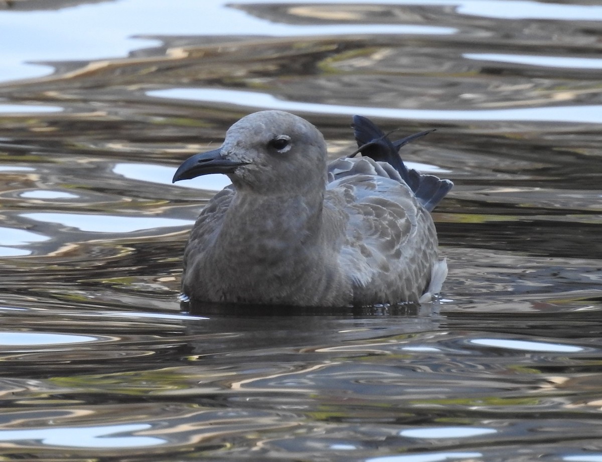 Laughing Gull - ML483035461