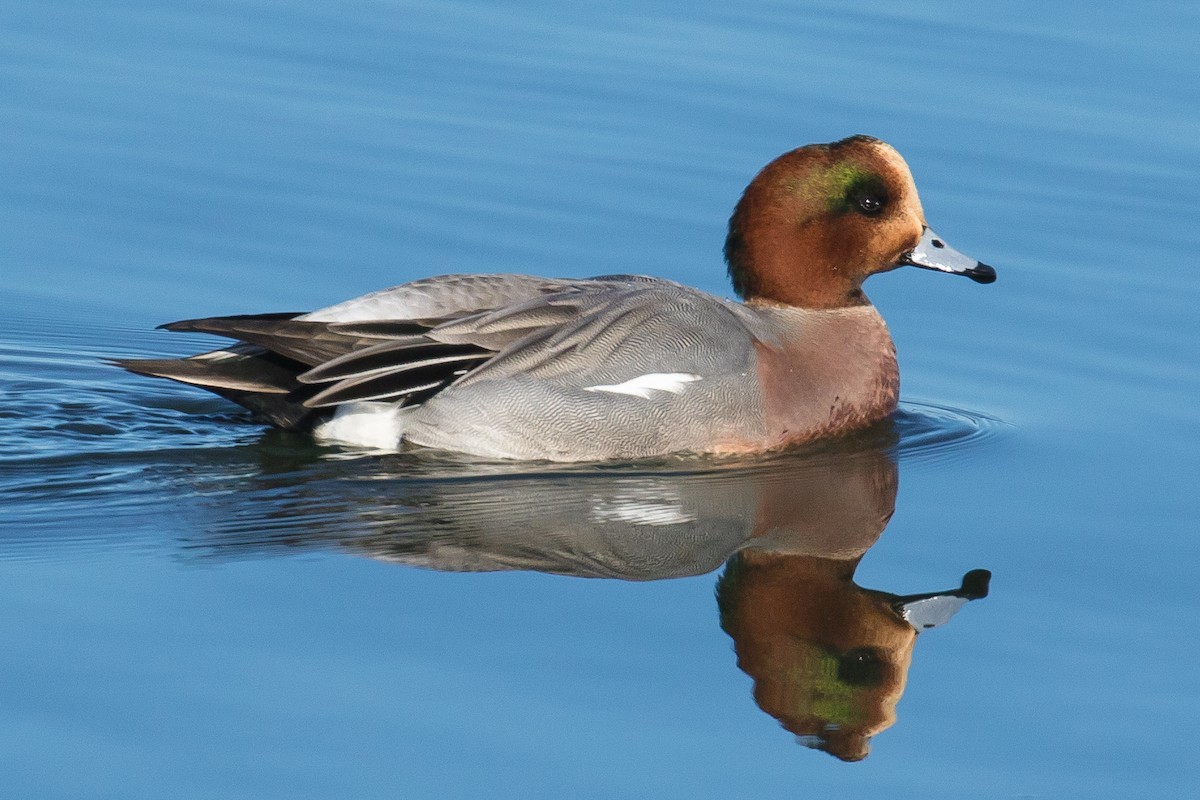 Eurasian Wigeon - ML48303601