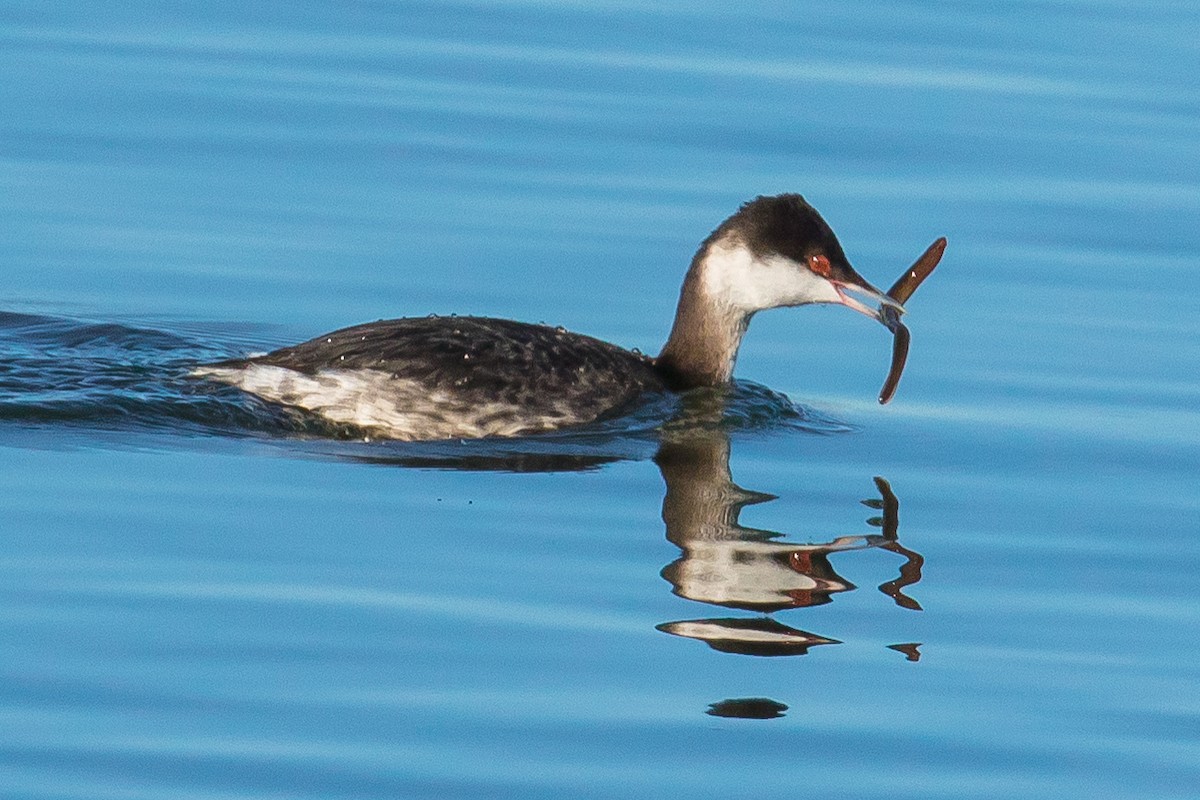 Horned Grebe - ML48303681