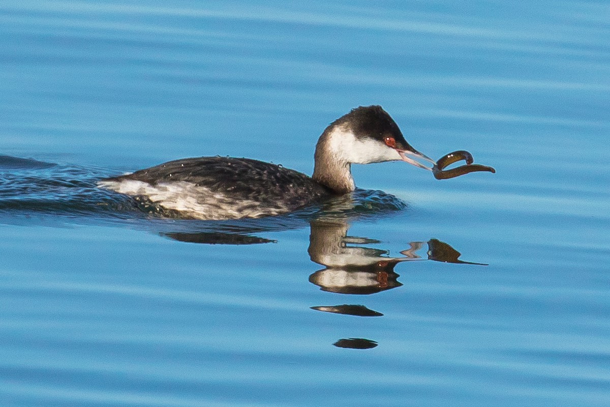 Horned Grebe - ML48303691