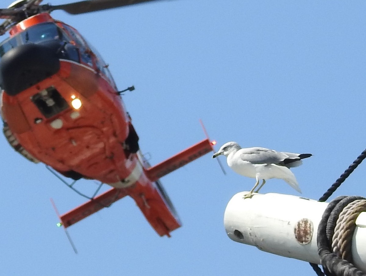 Ring-billed Gull - ML483037081