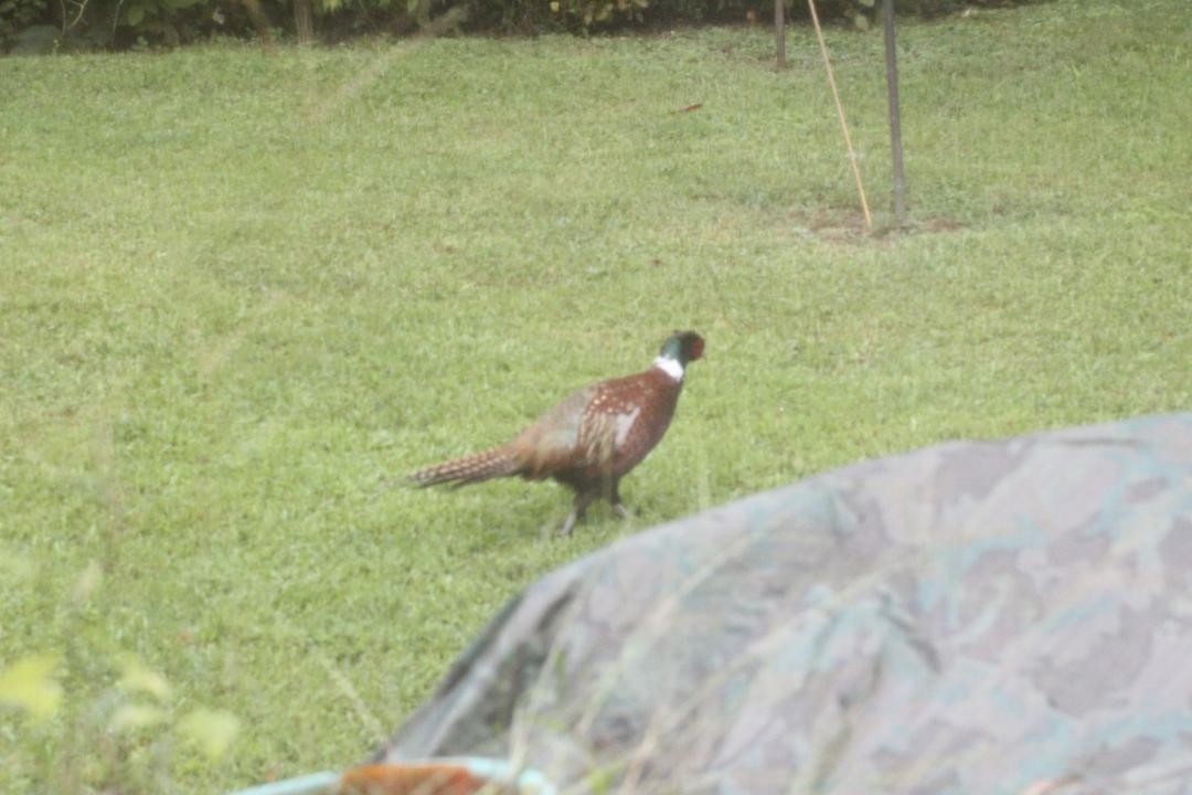 פסיון מצוי - ML483037161