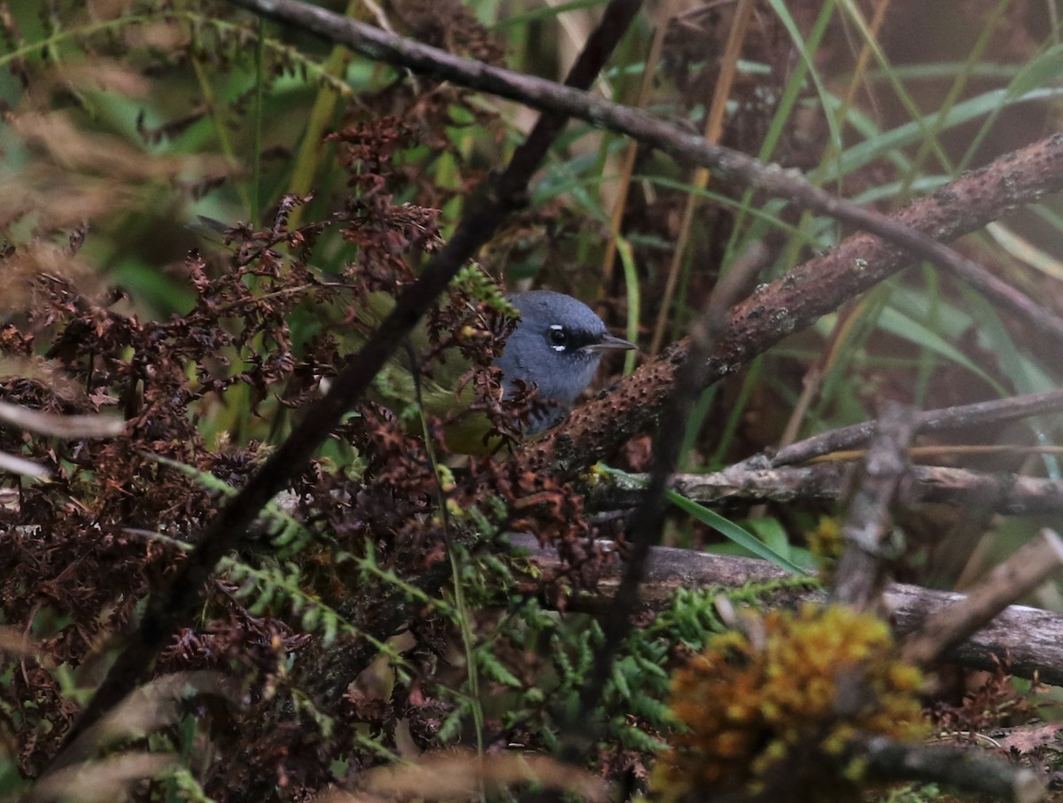 MacGillivray's Warbler - ML483038741