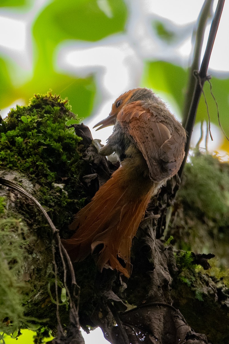 Red-faced Spinetail - Nestor Monsalve (@birds.nestor)