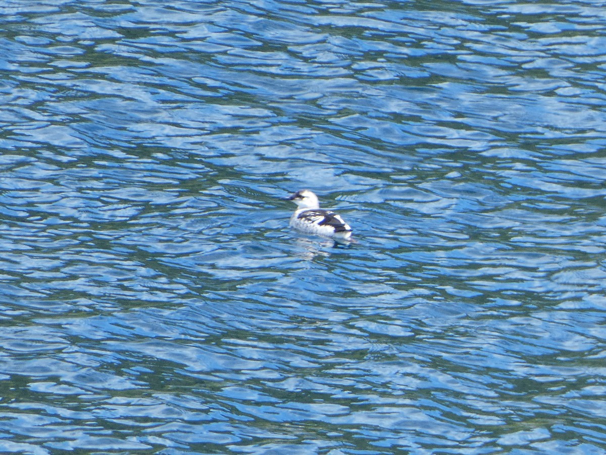 Black Guillemot - ML483040381