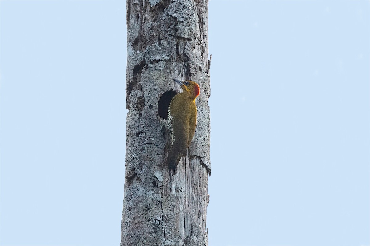 White-throated Woodpecker - ML483040461